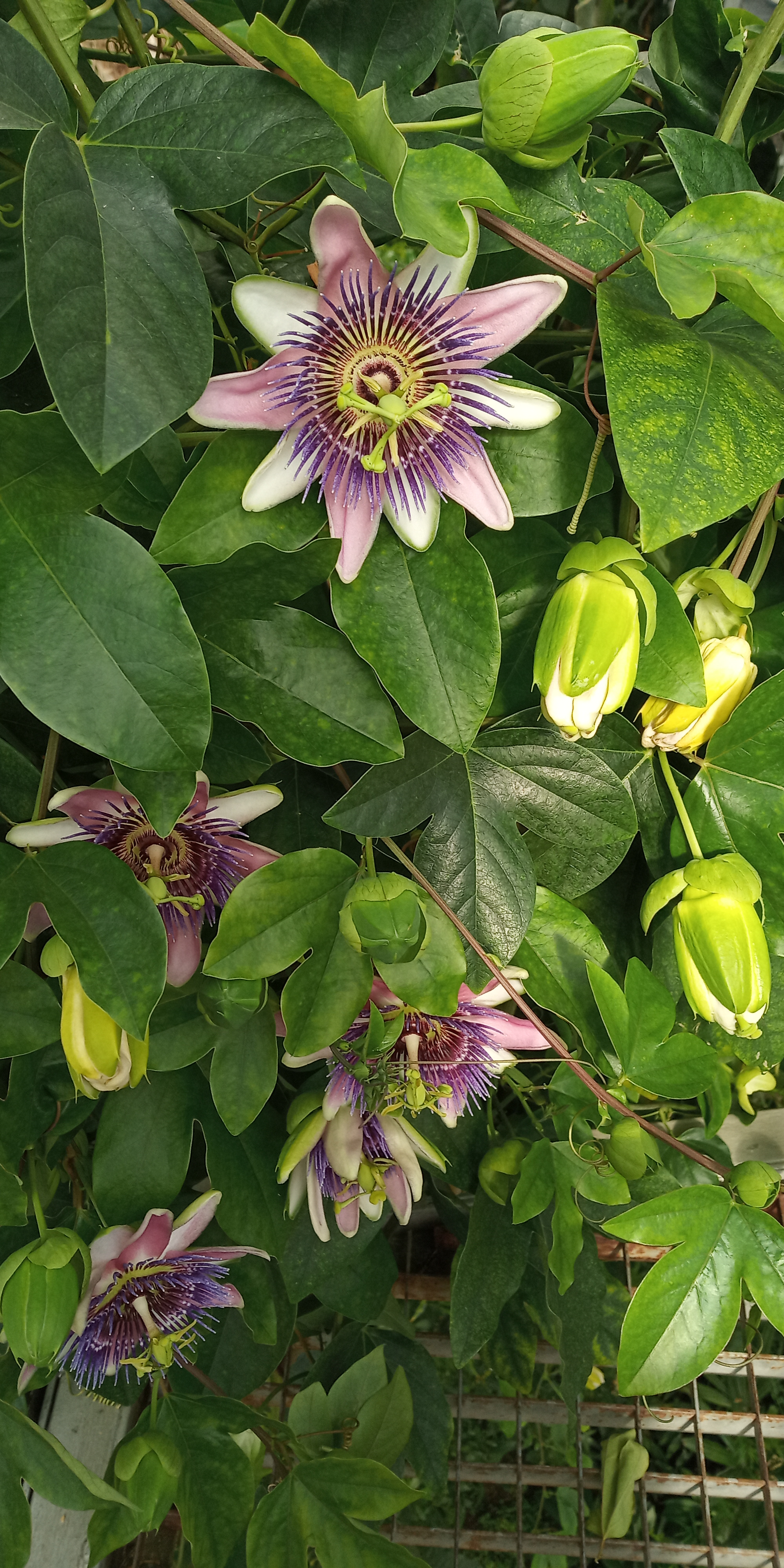 botanicka zahrada