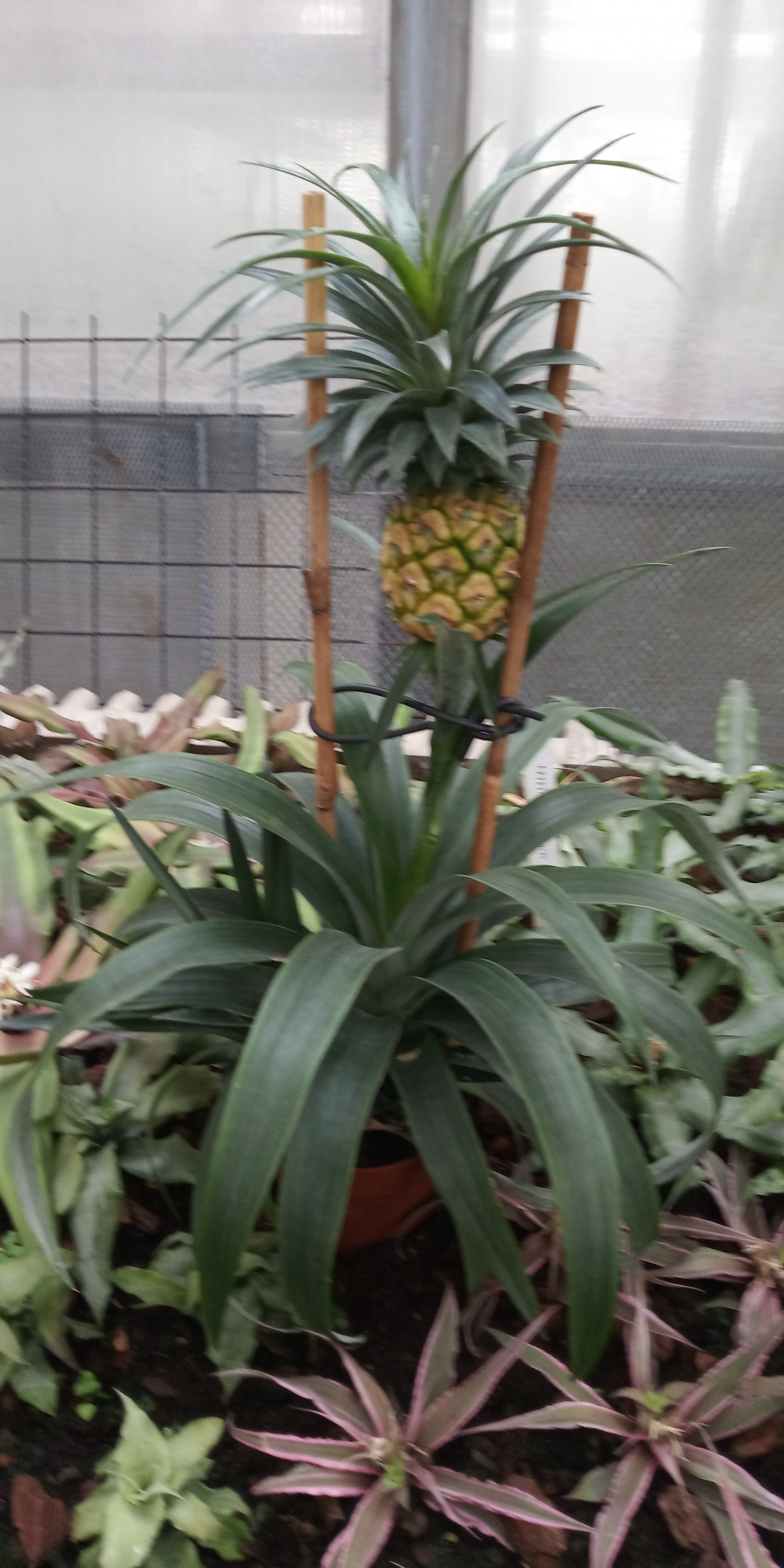 botanicka zahrada